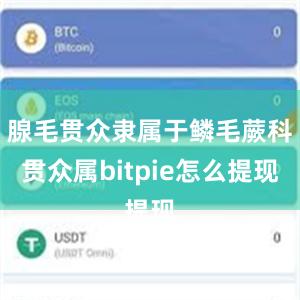 腺毛贯众隶属于鳞毛蕨科贯众属bitpie怎么提现