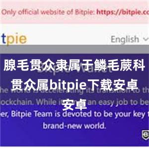 腺毛贯众隶属于鳞毛蕨科贯众属bitpie下载安卓